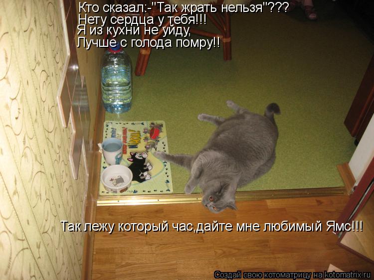 Котоматрица: Кто сказал:-"Так жрать нельзя"??? Нету сердца у тебя!!! Я из кухни не уйду, Лучше с голода помру!! Так лежу который час,дайте мне любимый Ямс!!!