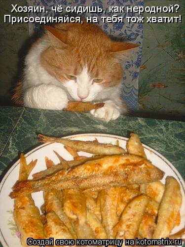 Котоматрица: Хозяин, чё сидишь, как неродной? Присоединяйся, на тебя тож хватит!