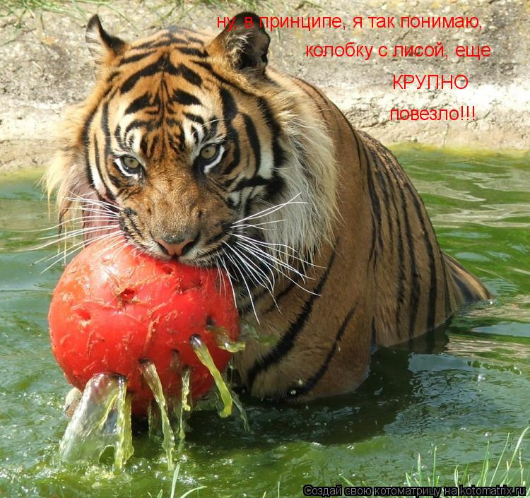 Котоматрица: ну, в принципе, я так понимаю, колобку с лисой, еще  КРУПНО повезло!!!