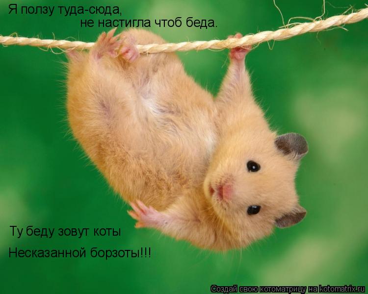 Котоматрица: Я ползу туда-сюда, не настигла чтоб беда. Ту беду зовут коты Несказанной борзоты!!!