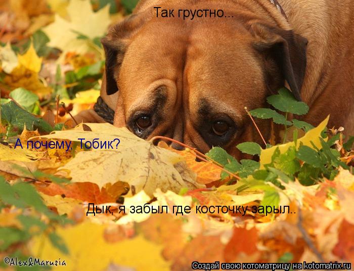 Котоматрица: Так грустно... А почему, Тобик? Дык, я забыл где косточку зарыл..
