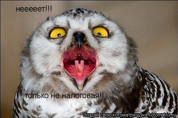 Котоматрица: нееееет!!!  только не налоговая!!