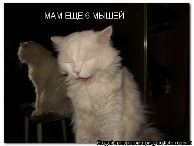 Котоматрица: МАМ ЕЩЕ 6 МЫШЕЙ