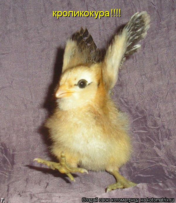 Котоматрица: кроликокура!!!!