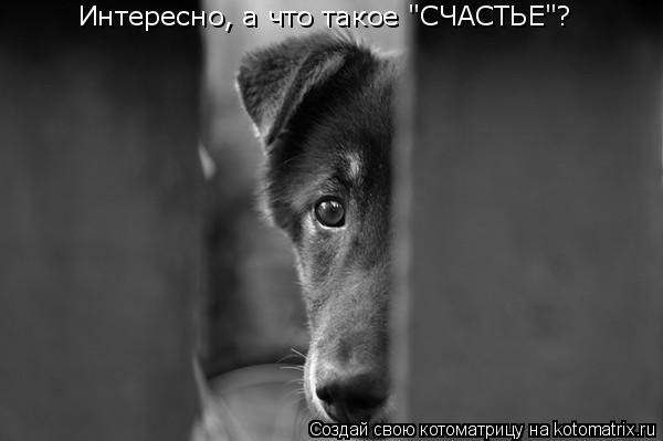Котоматрица: Интересно, а что такое "СЧАСТЬЕ"?