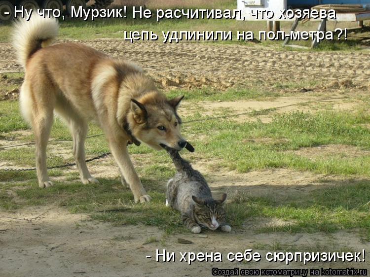 Котоматрица: - Ну что, Мурзик! Не расчитивал, что хозяева  цепь удлинили на пол-метра?! - Ни хрена себе сюрпризичек!