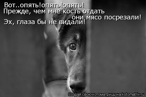 Вот..опять!опять!опять! Прежде, чем мне кость отдать они мясо посрезали! Эх, глаза бы не видали!... Котоматрица: Вот..опять!опять!опять! Прежде, чем мне кость отдать они мясо посрезали! Эх, глаза бы не видали!