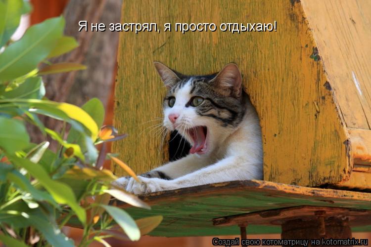 Котоматрица: Я не застрял, я просто отдыхаю!