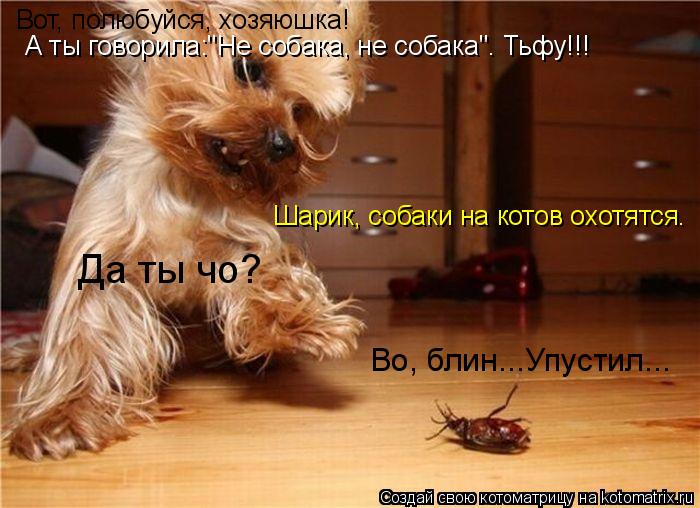 Котоматрица: Вот, полюбуйся, хозяюшка! А ты говорила:"Не собака, не собака". Тьфу!!! Шарик, собаки на котов охотятся. Да ты чо? Во, блин...Упустил...