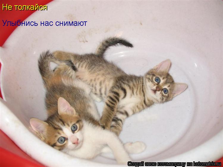 Котоматрица: Не толкайся Улыбнись нас снимают