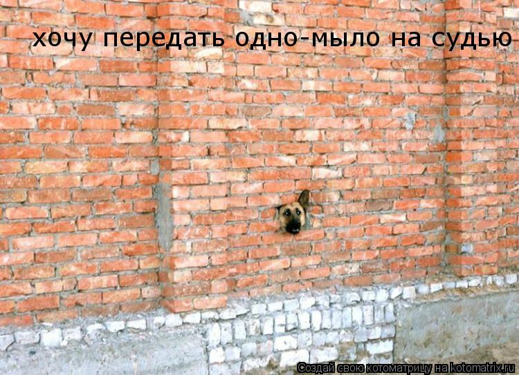 Котоматрица: хочу передать одно-мыло на судью