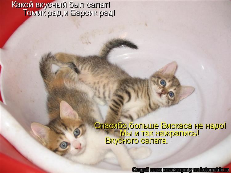 Котоматрица: Какой вкусный был салат! Томик рад,и Барсик рад! Спасибо,больше Вискаса не надо! Мы и так нажрались! Вкусного салата.