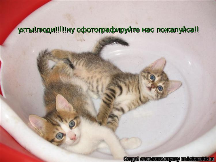 Котоматрица: ухты!люди!!!!!ну сфотографируйте нас пожалуйса!!