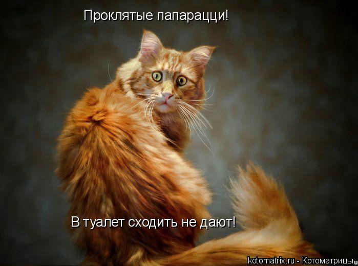 Котоматрица: Проклятые папарацци!  В туалет сходить не дают!