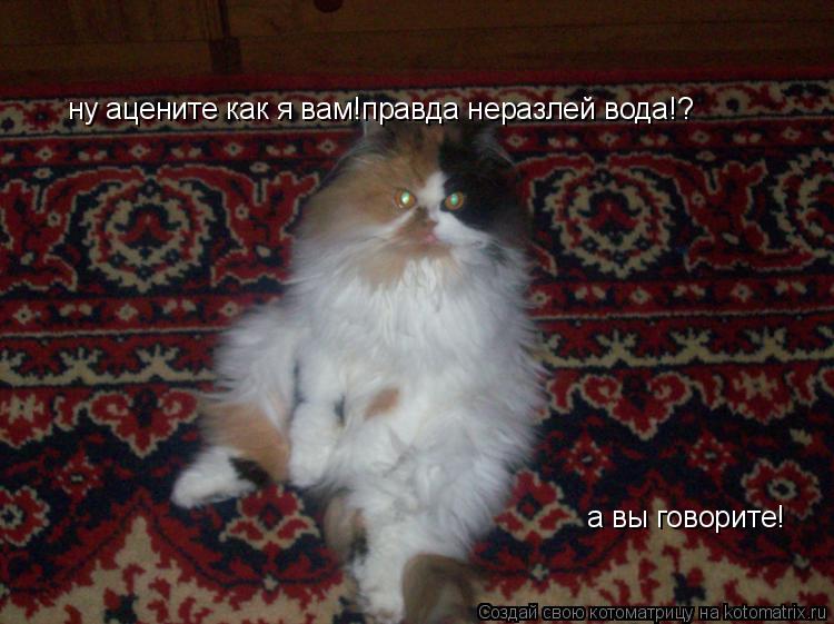 Котоматрица: ну ацените как я вам!правда неразлей вода!? а вы говорите!