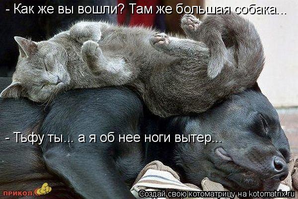 Котоматрица: - Как же вы вошли? Там же большая собака... - Тьфу ты... а я об нее ноги вытер...