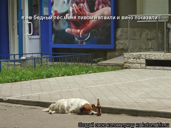 Котоматрица: я же бедный пёс,меня пивом напаили и вино показали!!