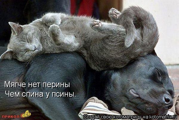 Котоматрица: Мягче нет перины Чем спина у псины.