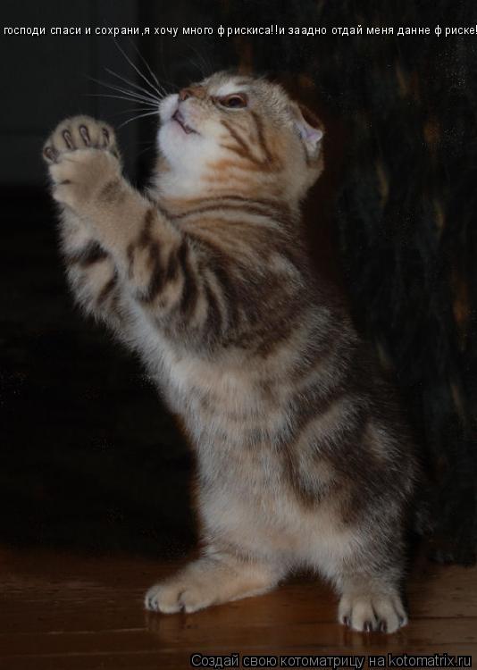 Котоматрица: господи спаси и сохрани,я хочу много фрискиса!!и заадно отдай меня данне фриске!!!