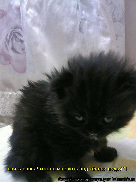 Котоматрица: опять ванна! можно мне хоть под тёплой водой?!