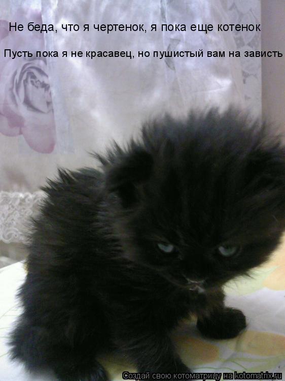 Котоматрица: Не беда, что я чертенок, я пока еще котенок Пусть пока я не красавец, но пушистый вам на зависть