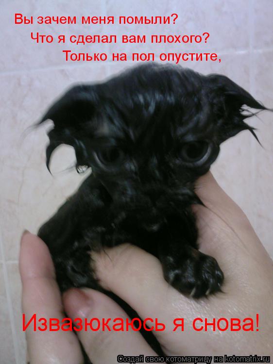 Котоматрица: Вы зачем меня помыли? Что я сделал вам плохого? Только на пол опустите, Извазюкаюсь я снова!