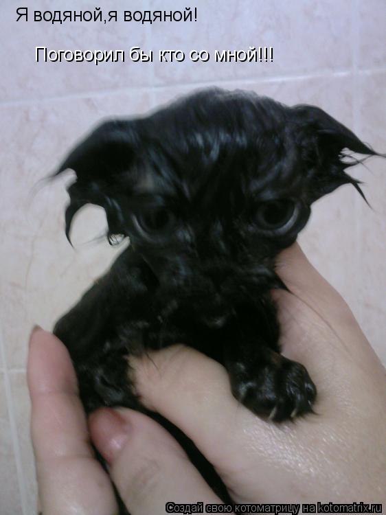 Котоматрица: Я водяной,я водяной! Я водяной,я водяной! Поговорил бы кто со мной!!!