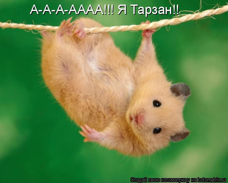 Котоматрица: А-А-А-АААА!!! Я Тарзан!!