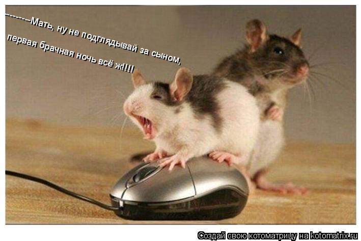 Котоматрица: ---------Мать, ну не подглядывай за сыном, первая брачная ночь всё ж!!!!