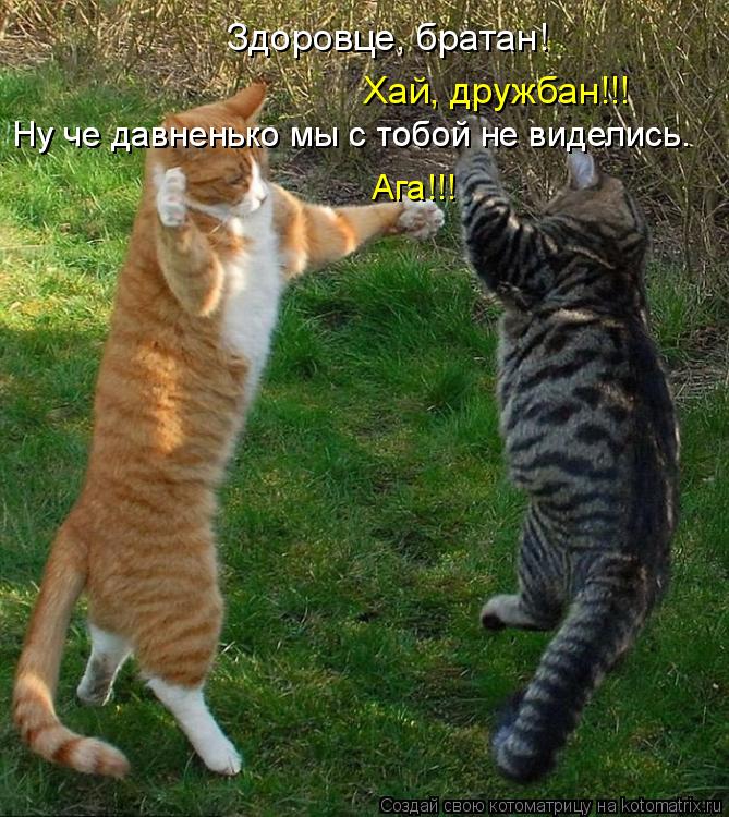 Котоматрица: Здоровце, братан! Хай, дружбан!!! Ну че давненько мы с тобой не виделись. Ну че давненько мы с тобой не виделись. Ага!!!