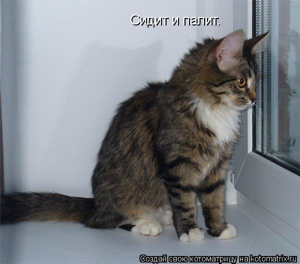 Котоматрица: Сидит и палит.