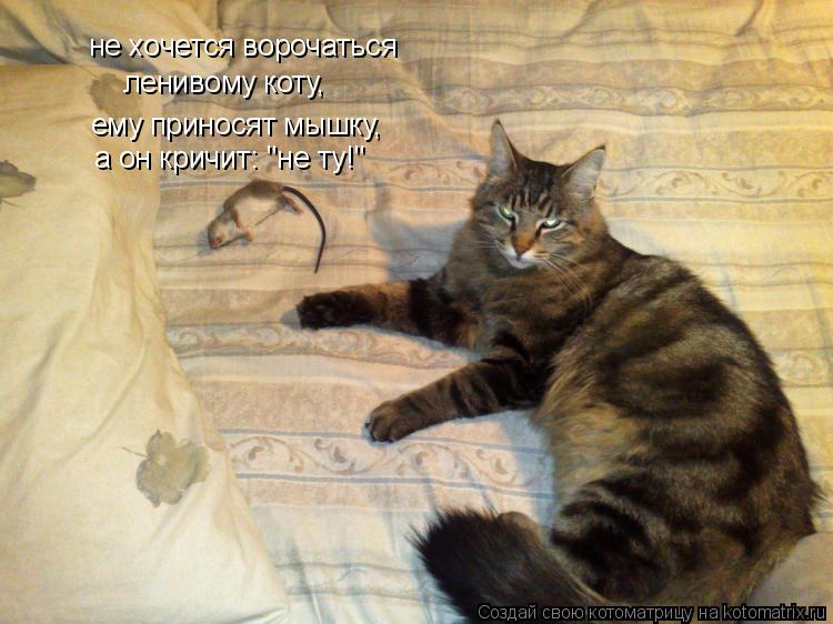 Котоматрица: не хочется ворочаться ленивому коту, ему приносят мышку, а он кричит: "не ту!"
