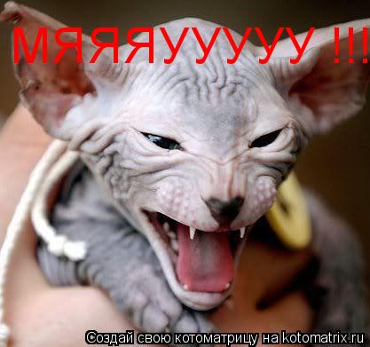 Котоматрица: МЯЯЯУУУУУ !!!