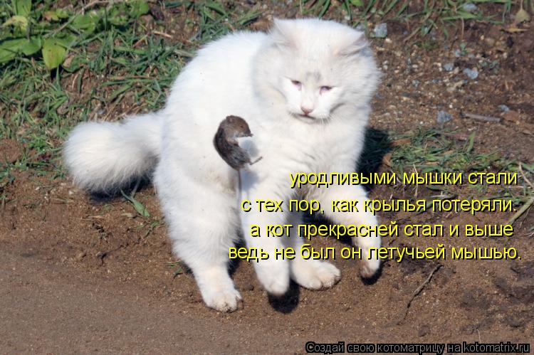 Котоматрица: уродливыми мышки стали с тех пор, как крылья потеряли. а кот прекрасней стал и выше ведь не был он летучьей мышью.