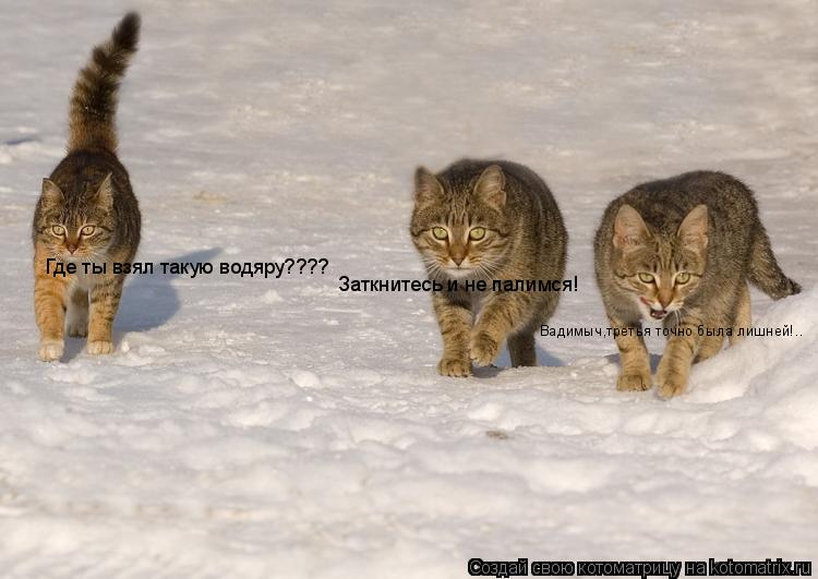Котоматрица: Вадимыч,третья точно была лишней!.. Где ты взял такую водяру???? Заткнитесь и не палимся!