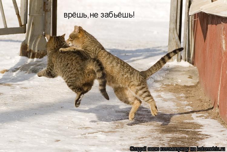 Котоматрица: врёшь,не забьёшь!