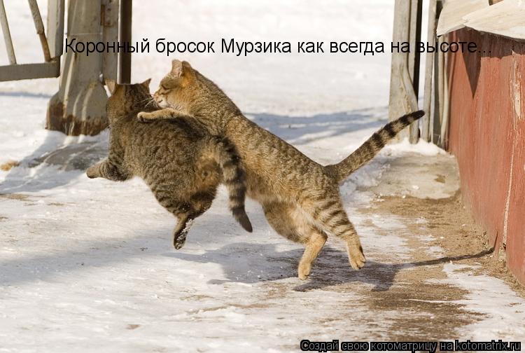 Котоматрица: Коронный бросок Мурзика как всегда на высоте...