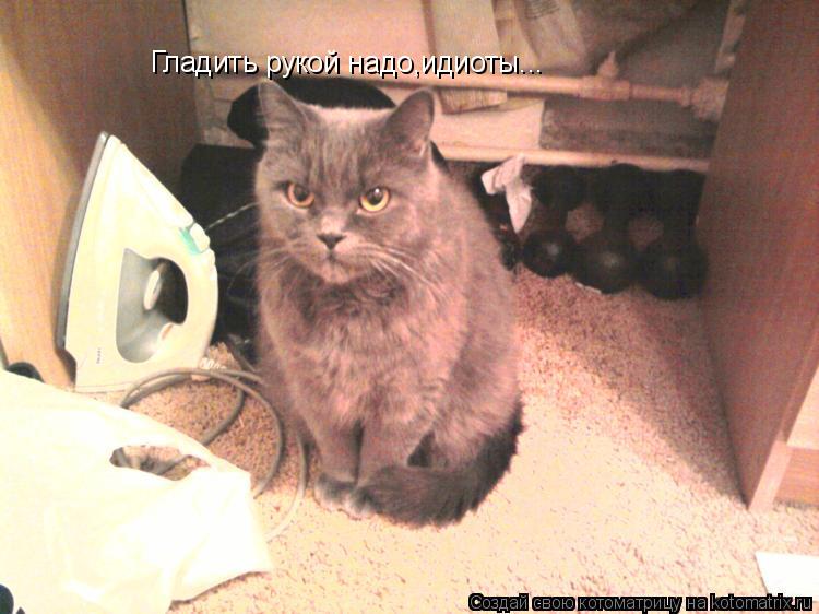 Котоматрица: Гладить рукой надо,идиоты...