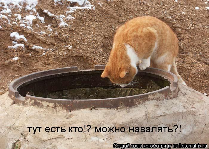 Котоматрица: тут есть кто!? можно навалять?!