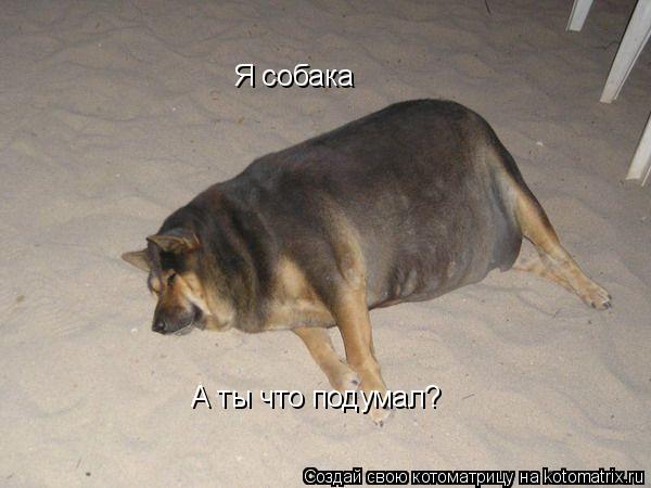 Я собака А ты что подумал?... Котоматрица: Я собака А ты что подумал?