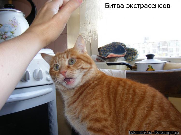 Битва экстрасенсов... Котоматрица: Битва экстрасенсов