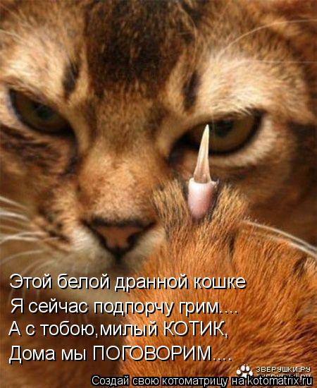 Этой белой дранной кошке А с тобою,милый КОТИК, Дома мы ПОГОВОРИМ.... Я сейчас подпорчу грим....... Котоматрица: Этой белой дранной кошке А с тобою,милый КОТИК, Дома мы ПОГОВОРИМ.... Я сейчас подпорчу грим....