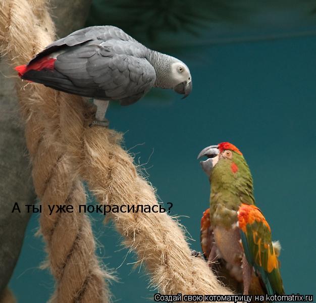 А ты уже покрасилась?... Котоматрица: А ты уже покрасилась?