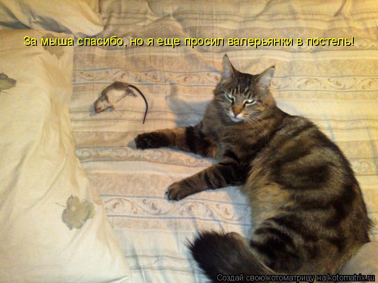 За мыша спасибо, но я еще просил валерьянки в постель!... Котоматрица: За мыша спасибо, но я еще просил валерьянки в постель!