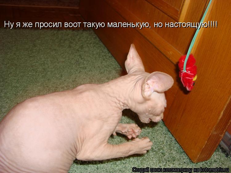 Ну я же просил воот такую маленькую, но настоящую!!!!... Котоматрица: Ну я же просил воот такую маленькую, но настоящую!!!!