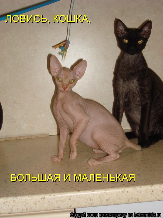 ЛОВИСЬ, КОШКА, БОЛЬШАЯ И МАЛЕНЬКАЯ... Котоматрица: ЛОВИСЬ, КОШКА, БОЛЬШАЯ И МАЛЕНЬКАЯ