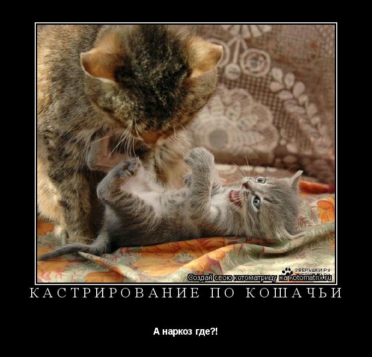 кастрирование по кошачьи А наркоз где?!... Котоматрица: кастрирование по кошачьи А наркоз где?!