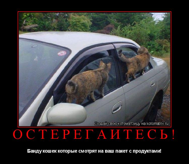 Котоматрица: Остерегаитесь! Банду кошек которые смотрят на ваш пакет с продуктами!