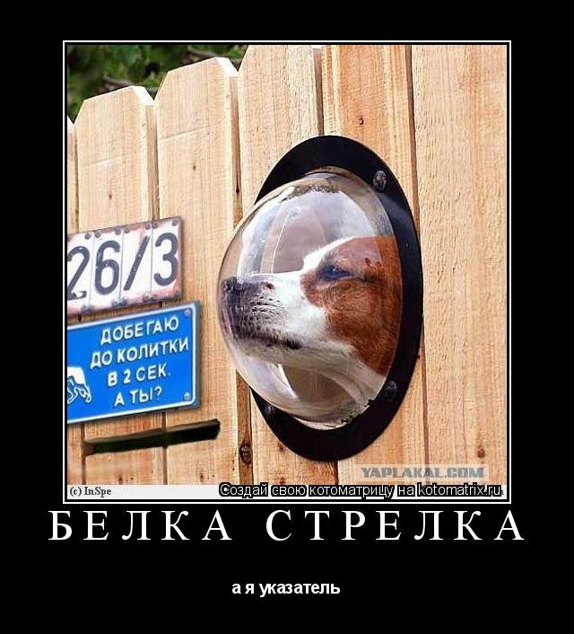 Белка Стрелка а я указатель... Котоматрица: Белка Стрелка а я указатель