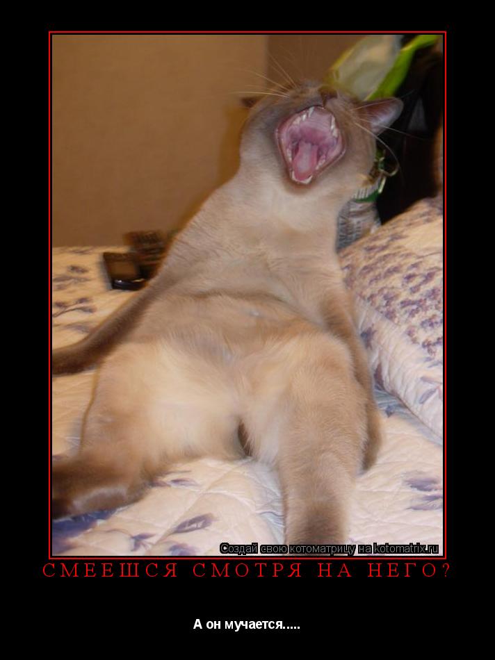 Котоматрица: Смеёшся смотря на него? А он мучается.....